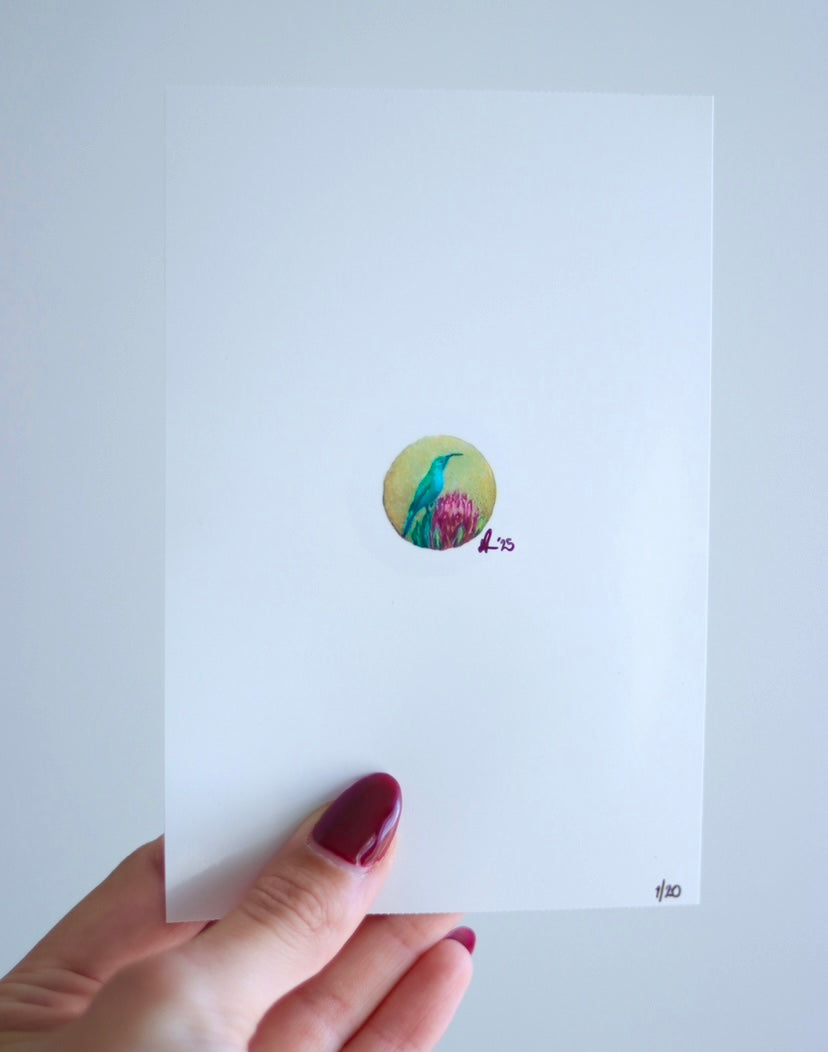 ‘Suikerbekkie’ Art Print